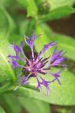 Spiky Flower