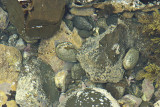 4 Dec 08 - Rock Pool with blennie and 2 paua