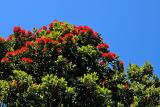 01 Jan 2006 - Pohutukawa