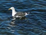 Southern Black-Backed Gull aka Karoro