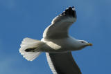 A flying gull
