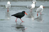 The Oyster Catcher and friends