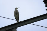The Pole Sitting Heron
