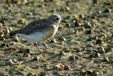 The NZ dotterel walks away