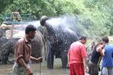 Elephant shower