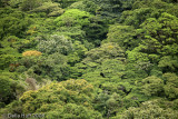 Monteverde Cloud Forest