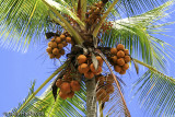 Coconut Palm, Manuel Antonio,  Costa Rica