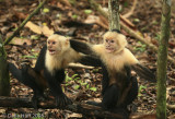 White Faced Capuchin Monkeys, Manuel Antonio National Park, Costa Rica
