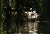 Swan Boats Through the Willows