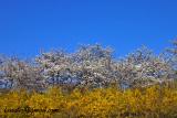 Seoul In Spring