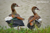 Wetlands
