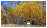 The Outhouse at Beaver Lake