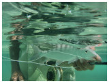 Underwater