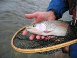 Crowsnest River Rainbow