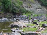 Tributary