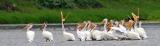 Red Deer River Pelicans