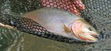 Westslope Cutthroat Trout