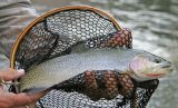 Westslope Cutthroat Trout