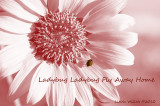 Ladybug Ladybug Fly Away Home