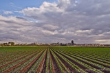 Lettuce Fields 2