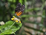 Victoria Butterfly Garden