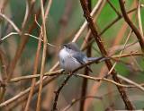 Bushtit