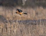 Northern Harrier