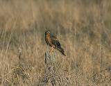 Northern Harrier