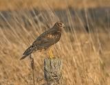 Northern Harrier