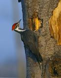 Pileated Woodpecker