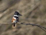 Kingfisher2w.jpg