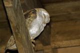 Barn Owl