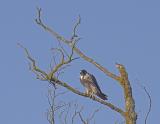Peregrine Falcon