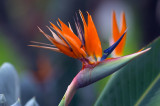 Bird of Paradise