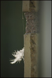 Feather