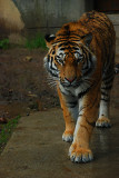 Tiger536x801.jpg