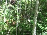 A family of deer in the forest beside the road
