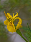 Wet Flag Iris<br><b>by Snowspond