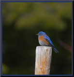 Bluebird<br>by SharonEngstrom