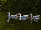 4th Place<br>Synchronized Paddling Ballet<br>by Sharon Engstrom