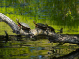 3rd Place<br>Treed Turtle Trio<br>by Sharon Engstrom
