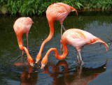 2nd Place<br>Three Flamingos<br>by Pat Liu