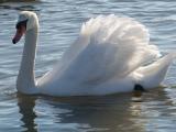 Backlit Swan<br>9th Place<br>by Don Spencer
