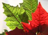 Back Light Poinsettia<br>by Hammertime (Rob)