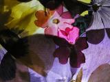 Shade of Blossoms<br>10th Place<br>by WayneN (Wayne)