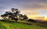 1st Place<br><b>Tree at Sunset</b><br> by Geesix