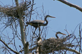 Heron rookery in Woodford County