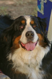 A Baerner Senne Hung ,  a bernese mountain dog