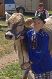 Brown swiss cow