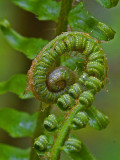 Oregon Forest fern